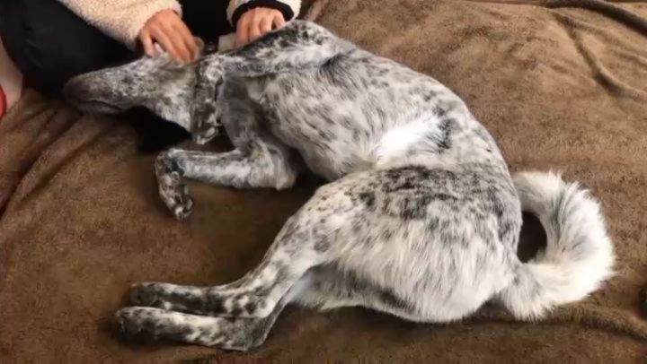 保護犬ふぅちゃん、Relax timeとつぶらな瞳