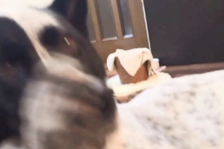 保護犬ふぅちゃん、器用なおててでお鼻ホリホリ？