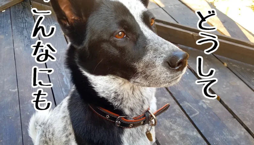 保護犬ふぅちゃん、お芋のおやつタイムで「ふぅ圧」最高レベル