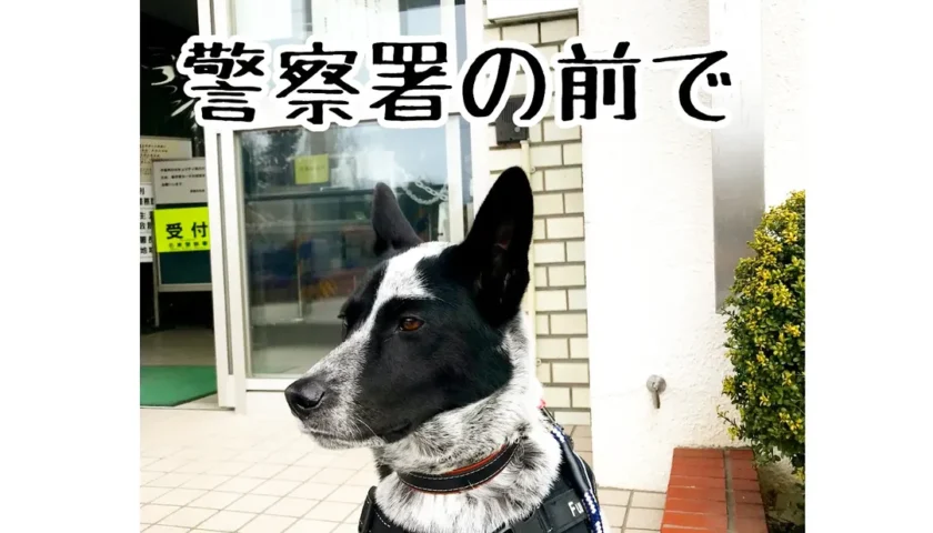 保護犬ふぅちゃん、拾ったスマホを届けに警察署へ