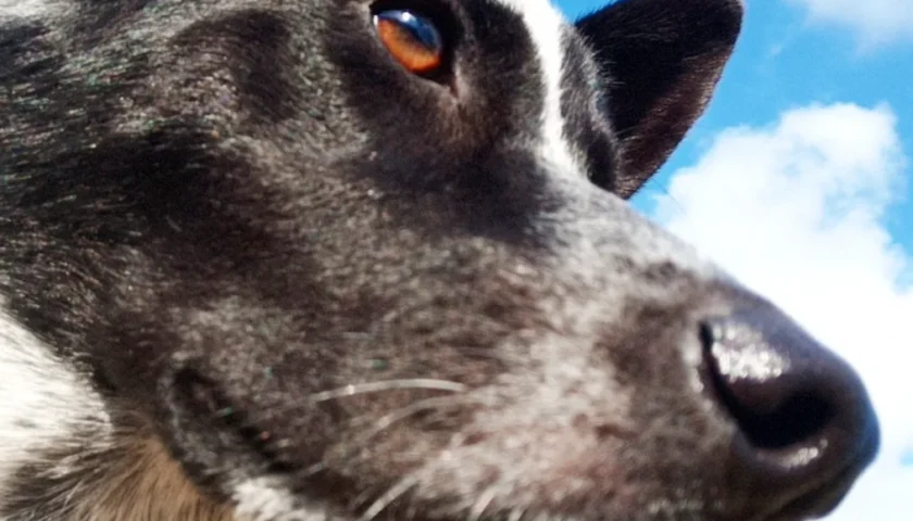 保護犬ふぅちゃん、かっこよく撮れた日