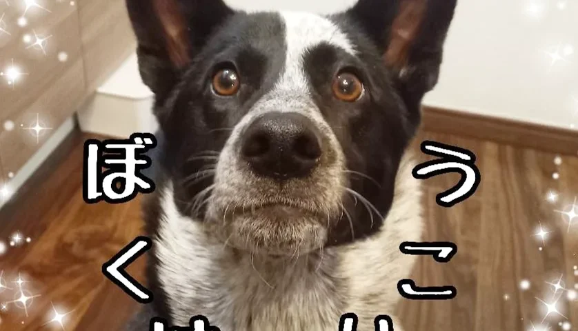 保護犬ふぅちゃん、ぼくはおりこうシリーズと「ふぅ圧」