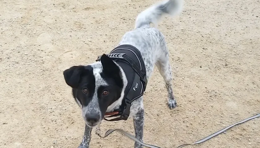 保護犬ふぅちゃん、犬ドリルとパピー期のおばけ写真