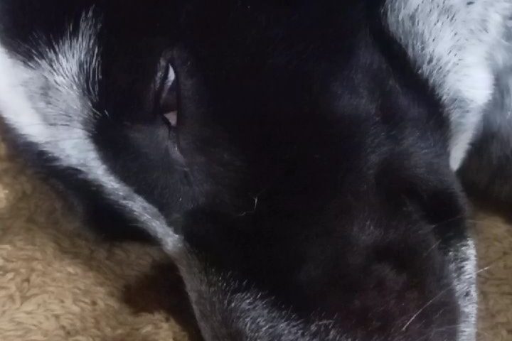 保護犬ふぅちゃん、ブリッジで熟睡中にトトロさんたちと