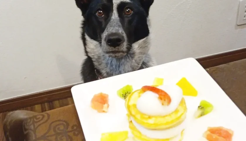 保護犬ふぅちゃん、うちの子記念日2周年と手作りケーキ