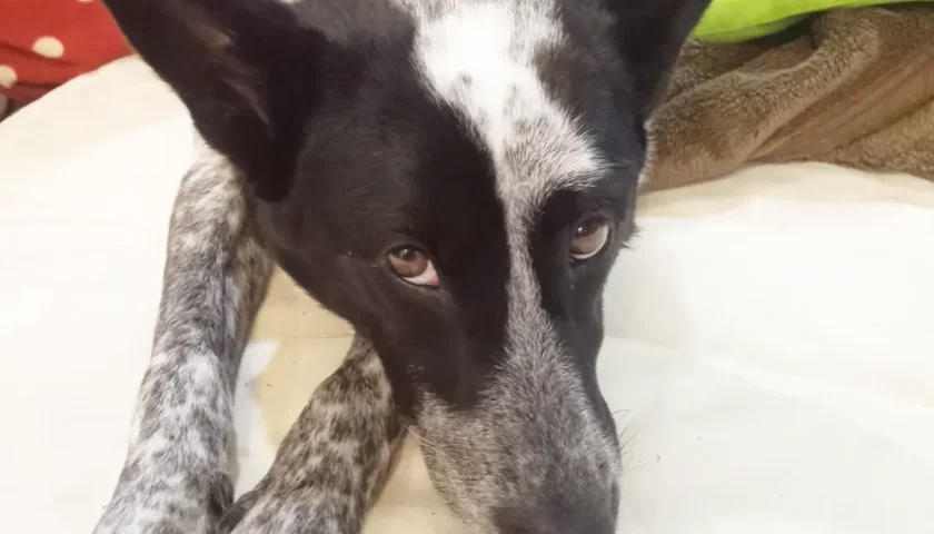 保護犬ふぅちゃん、おばあちゃんの家で寂しそうな背中