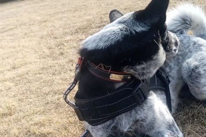 保護犬ふぅちゃん、枯れ芝まみれでも楽しいおさんぽ