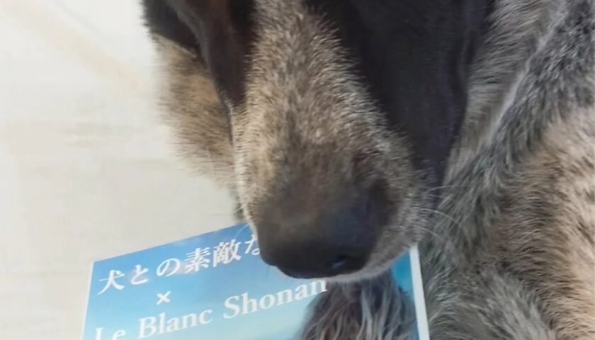 保護犬ふぅちゃん、わんこの物語100選の本に参加