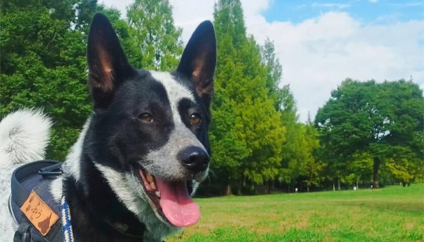 保護犬ふぅちゃん、息子3人で並んで歩く