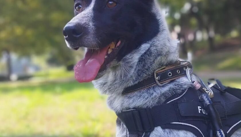 保護犬ふぅちゃん、暑い午後でも涼しげな顔
