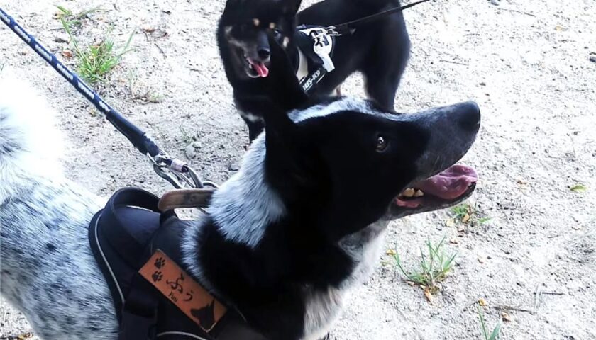 保護犬ふぅちゃん、芝生に佇む一本の木