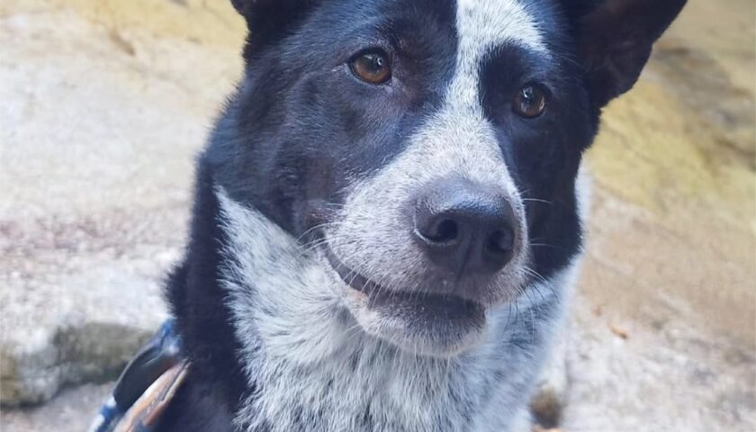 保護犬ふぅちゃん、いつもの山でデイキャンプ