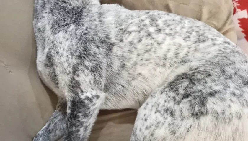 保護犬ふぅちゃん、どうなっているかわからない寝方