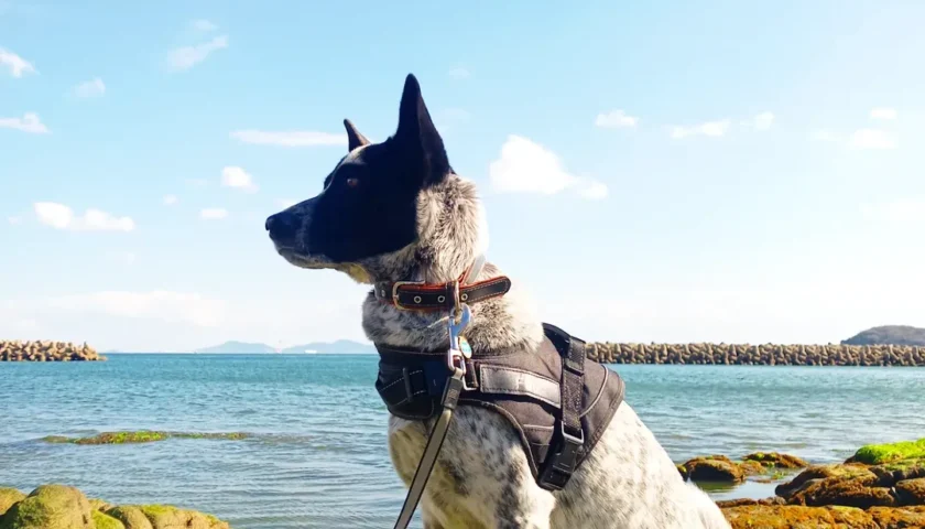 保護犬ふぅちゃん、久しぶりの海で急加速