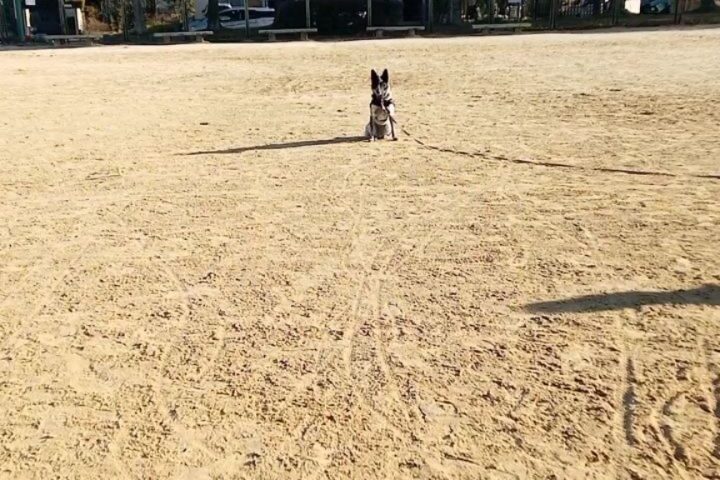 保護犬ふぅちゃん、おいで！でニッコリは反則
