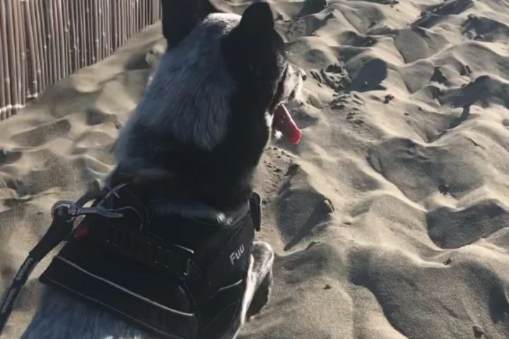 保護犬ふぅちゃん、中田島砂丘で爆走