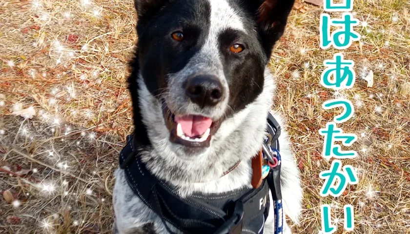 保護犬ふぅちゃん、息子たちの卒業の日におさんぽ
