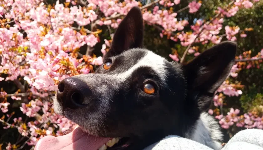 保護犬ふぅちゃん、知多半島の先端で河津桜と梅