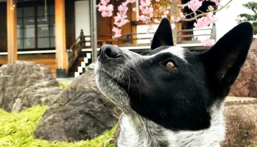保護犬ふぅちゃん、満開の桜でピンク色の散歩道