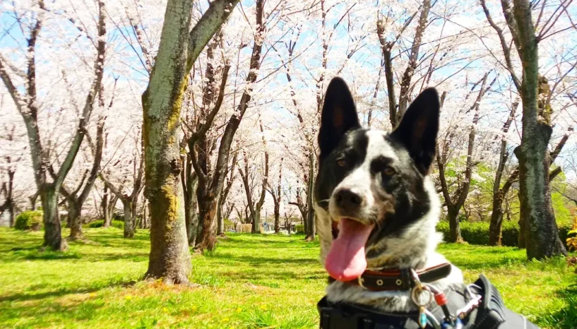 保護犬ふぅちゃん、暑い日の日陰でびよ〜んぴょこん