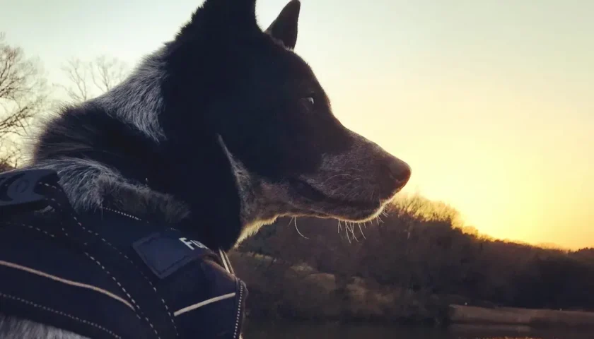 保護犬ふぅちゃん、夕陽の逆光とおばあちゃんへの感謝
