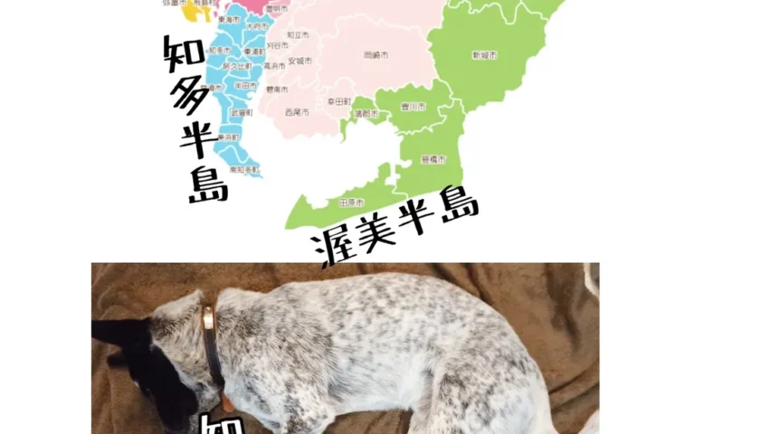 保護犬ふぅちゃんで覚える知多半島と渥美半島