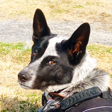 保護犬ふぅちゃん、前足半島の磯で穴掘り