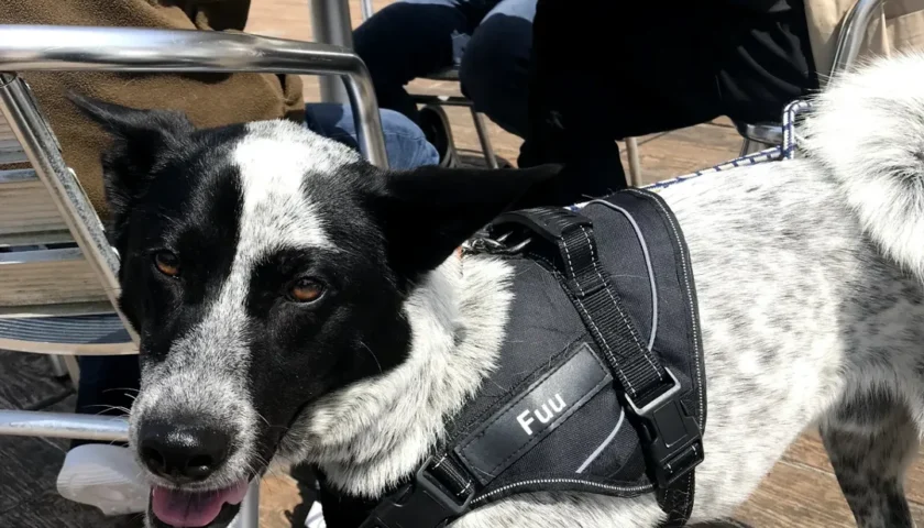 保護犬ふぅちゃん、日帰りで江ノ島観光