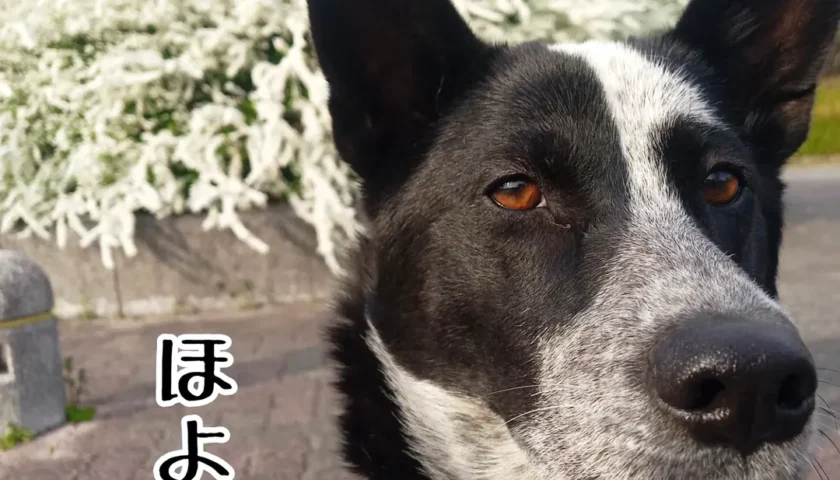 保護犬ふぅちゃん、「ほよ」と「キリッ」