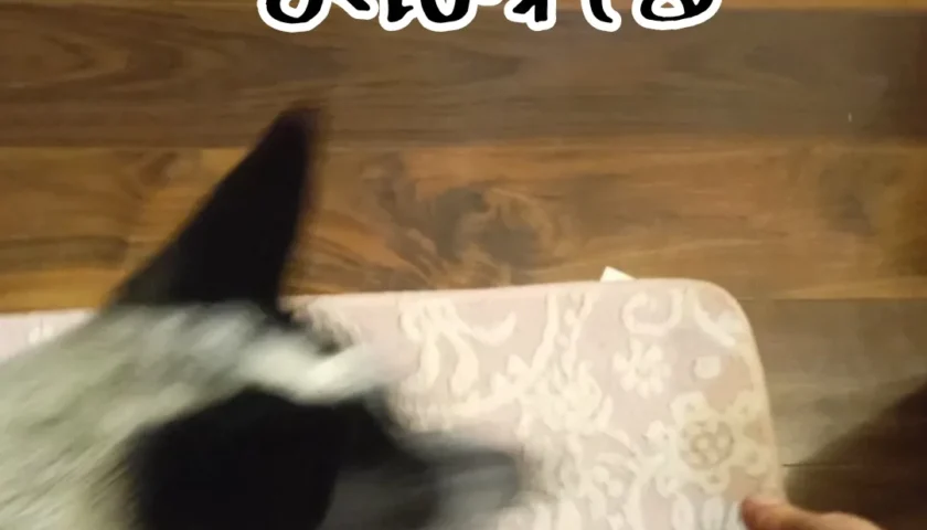 保護犬ふぅちゃん、正しいいちごのいただき方