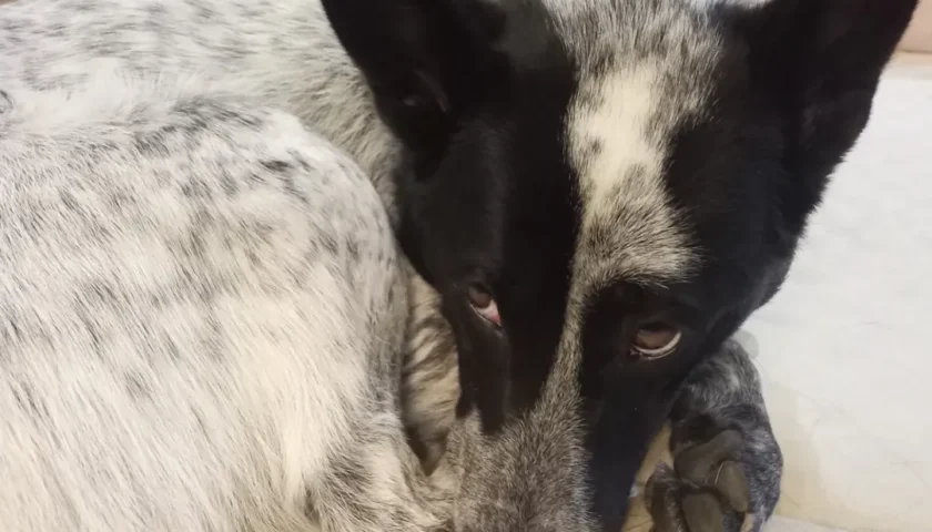 保護犬ふぅちゃん、納豆にいじけ顔といちごに「ごはん」