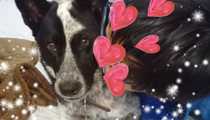 保護犬ふぅちゃん、息子とラブラブ