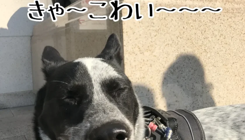 保護犬ふぅちゃん、都会のテレビ塔前でドキドキ