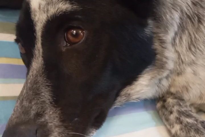 保護犬ふぅちゃん、お庭でホリホリして砂まみれ