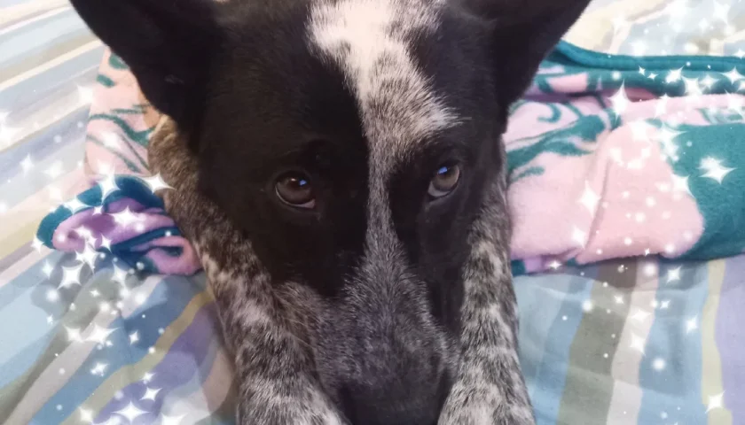 保護犬ふぅちゃん、寝る直前のお目々が行ったり来たり