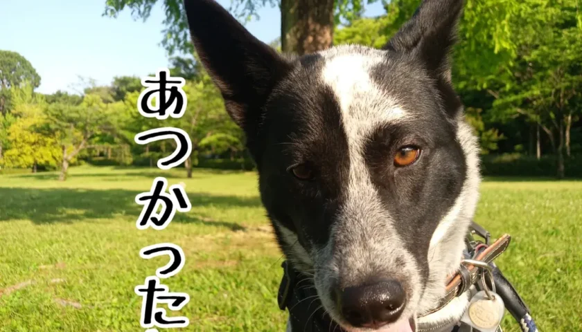 保護犬ふぅちゃん、緑が似合う夕方のおさんぽ