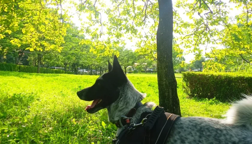保護犬ふぅちゃん、玄関でお兄ちゃんたちの帰りを待つ
