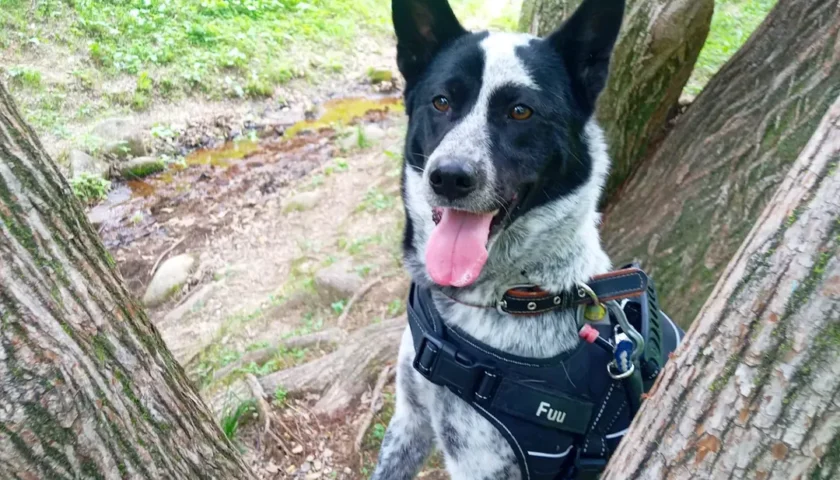 保護犬ふぅちゃん、紫陽花の小道と兄家族のうれしい話