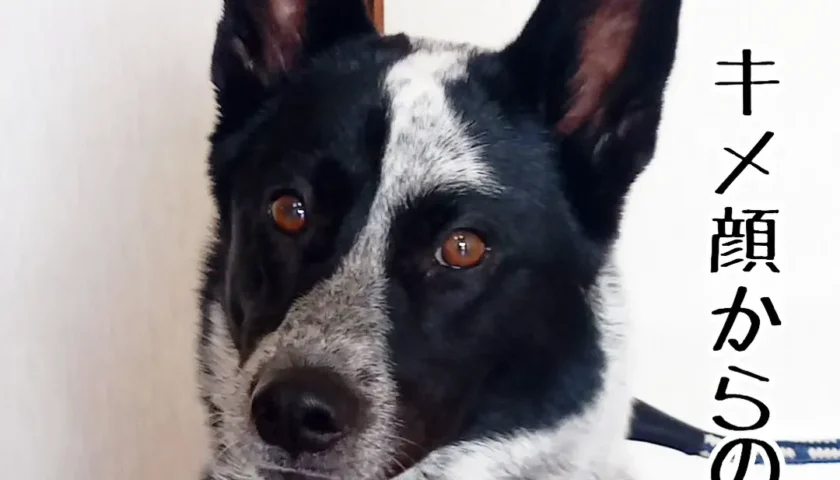 保護犬ふぅちゃん、猛暑に涼しげな笑顔と八ツ橋お耳