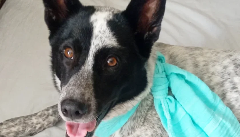保護犬ふぅちゃん、保冷剤の首巻きとスイカ