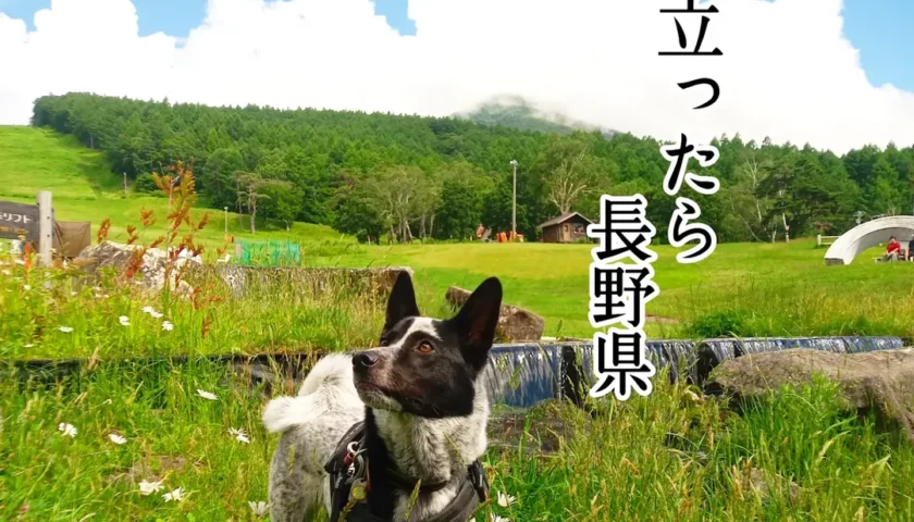 保護犬ふぅちゃん、初めてのお泊まりで長野県へ
