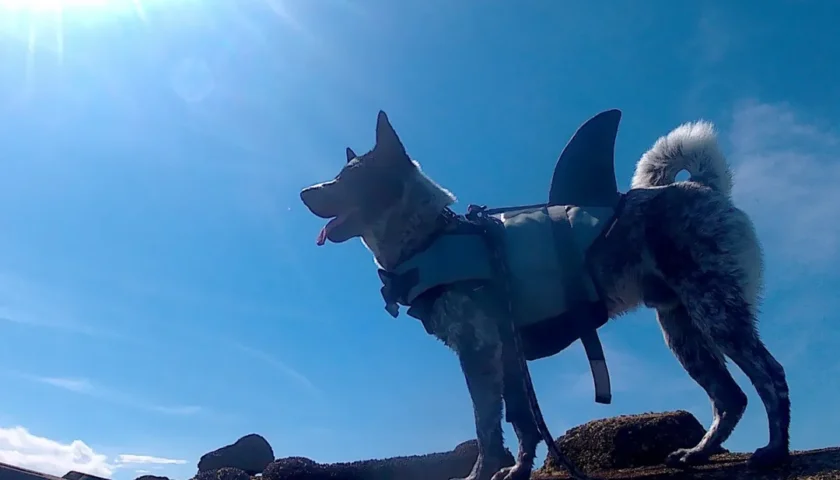 保護犬ふぅちゃん、渥美半島の海とメロン