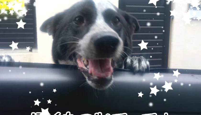 保護犬ふぅちゃん、置いていかれてちょっとご立腹？