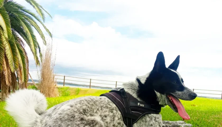 保護犬ふぅちゃん、伊古部海岸の吹き出しモニュメント