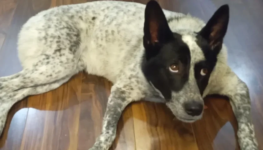 保護犬ふぅちゃん、豚さんの骨のお礼にひれ伏す？