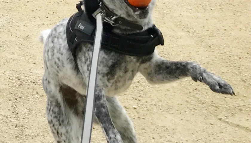 保護犬ふぅちゃん、ぴょ〜ん4連発