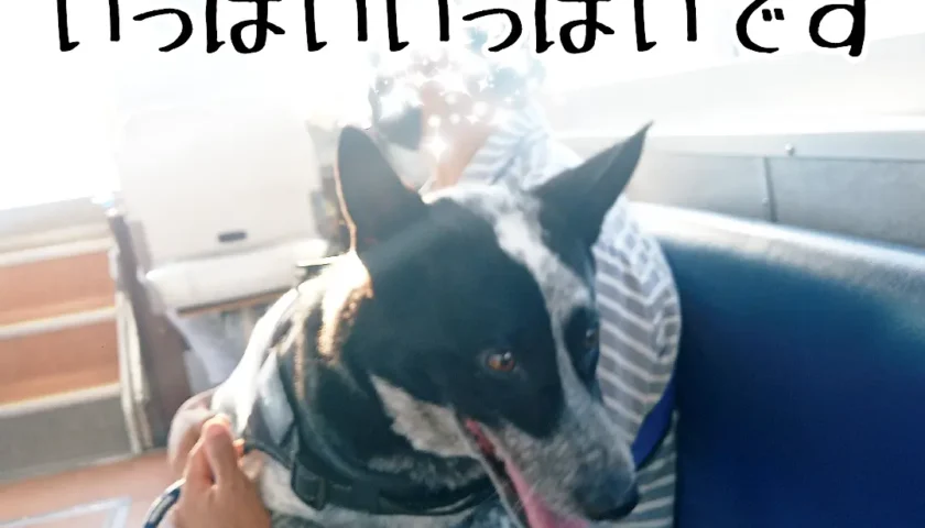 保護犬ふぅちゃん、伊勢志摩で一泊旅行