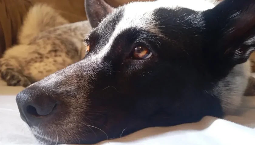 保護犬ふぅちゃん、朝日を浴びてもまだねむねむ