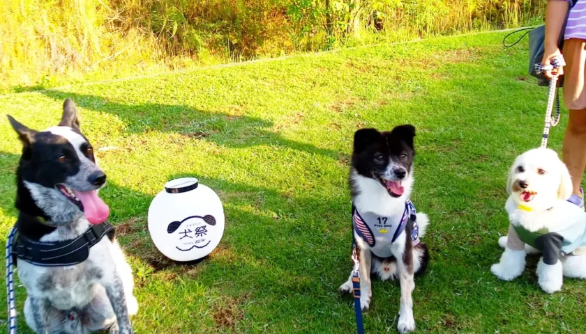 保護犬ふぅちゃん、土岐市の犬祭りでお友だちと