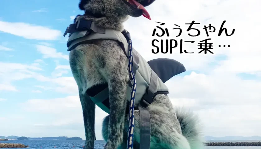 保護犬ふぅちゃん、海でSUPと奈良公園の鹿さん